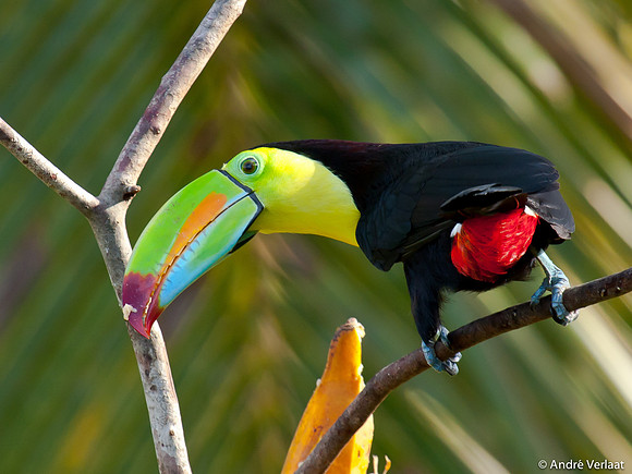 Zwavelborsttoekan / Keel-billed Toucan - Boca Tapada