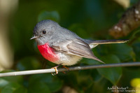 Grijs-roze Vliegenvanger / Rose Robin - Bunya Mountains