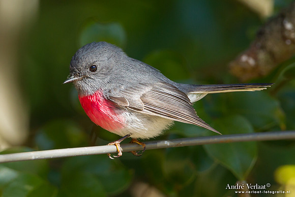 Grijs-roze Vliegenvanger / Rose Robin - Bunya Mountains