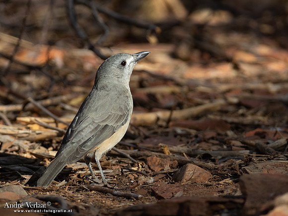 Grijze Lijsterdikkop / Grey Shrike-thrush - Ormiston Gorge NT