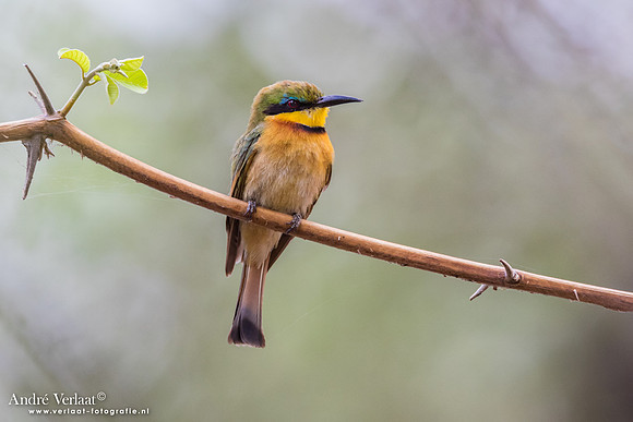 Dwergbijeneter / Little Bee-eater - South Luangwa NP