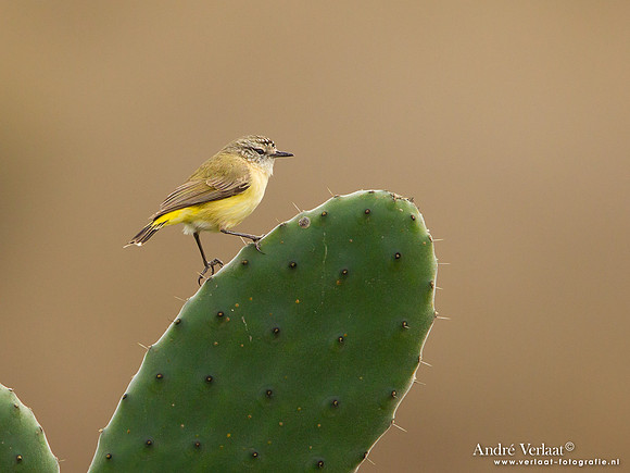 Geelstuitdoornsnavel / Yellow-rumped Thornbill - Highfields
