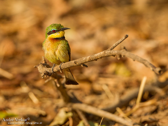 Dwergbijeneter / Little Bee-eater - South Luangwa NP