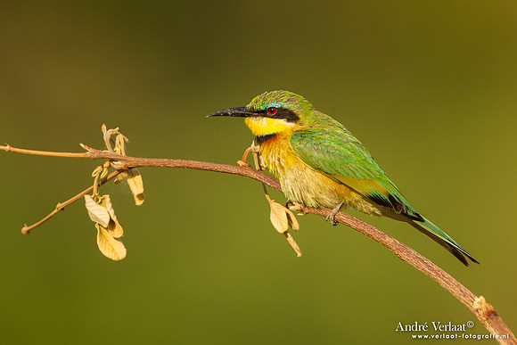 Dwergbijeneter / Little Bee-eater - South Luangwa NP