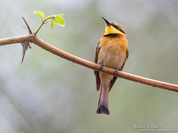 Dwergbijeneter / Little Bee-eater - South Luangwa NP