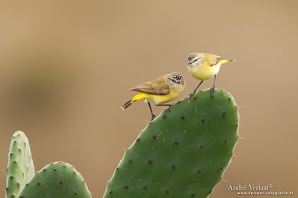 Geelstuitdoornsnavel / Yellow-rumped Thornbill - Highfields
