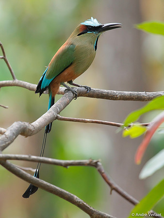 Turquoise-browed Motmot / Wenkbrauwmotmot - Rincon de la Vieja