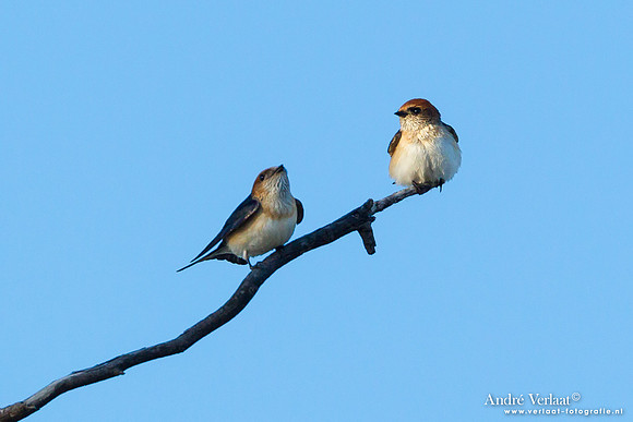 Feezwaluw / Fairy Martin - Bowra Sanctuary