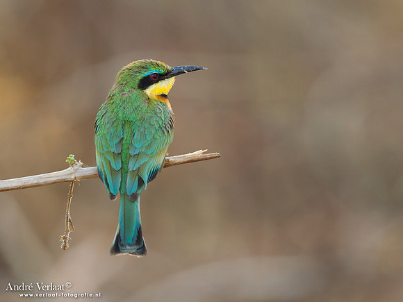 Dwergbijeneter / Little Bee-eater - South Luangwa NP