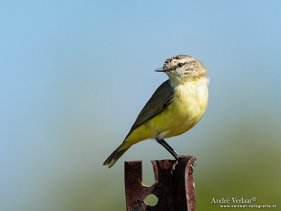 Geelstuitdoornsnavel / Yellow-rumped Thornbill - Highfields