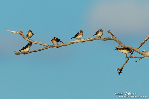 Feezwaluw / Fairy Martin - Bowra Sanctuary