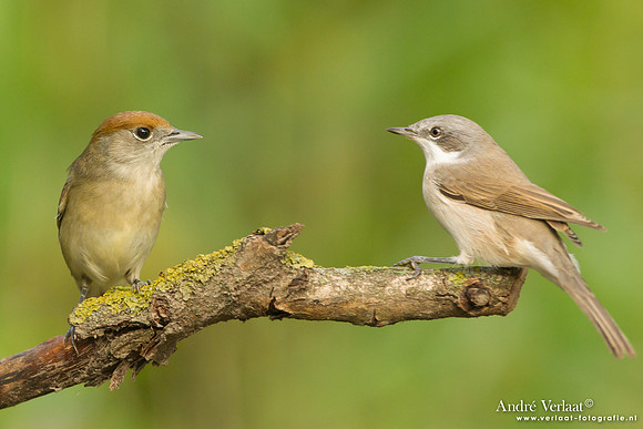 Zwartkop / Blackcap (F) # Braamsluiper / Lesser Whitethroat - Tiszagyenda