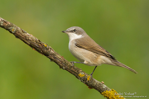 Braamsluiper / Lesser Whitethroat - Tiszagyenda