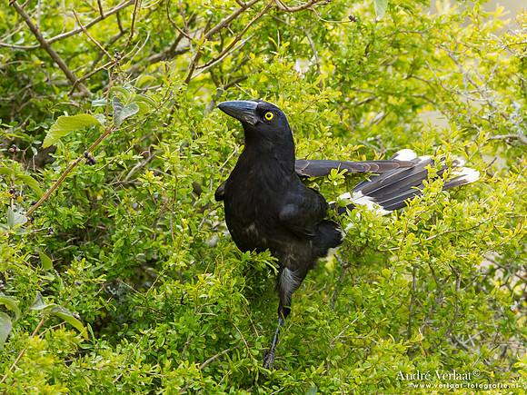 Bonte Klauwierkraai / Pied Currawong - Highfields
