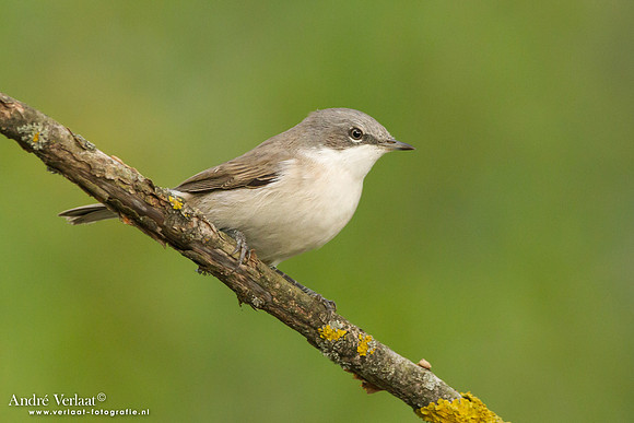 Braamsluiper / Lesser Whitethroat - Tiszagyenda