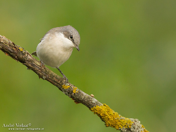 Braamsluiper / Lesser Whitethroat - Tiszagyenda