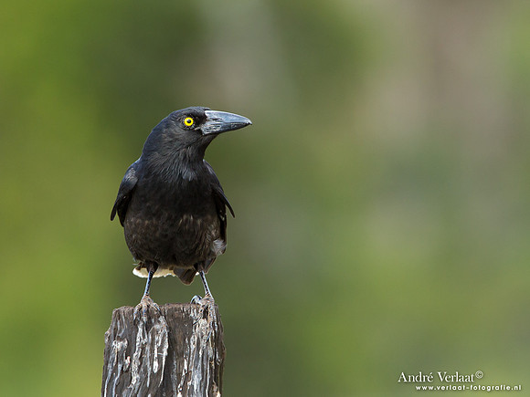 Bonte Klauwierkraai / Pied Currawong - Highfields