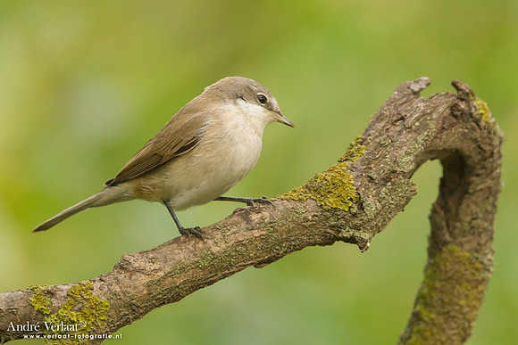 Braamsluiper / Lesser Whitethroat - Tiszagyenda