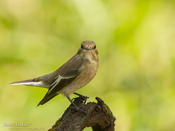 Bonte Vliegenvanger / Pied Flycatcher - Tiszagyenda