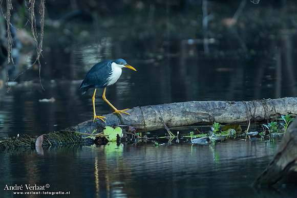 Bonte Reiger / Pied Heron - Yellow Waters NT