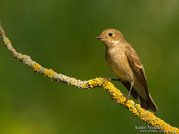 Bonte Vliegenvanger / Pied Flycatcher - Tiszagyenda