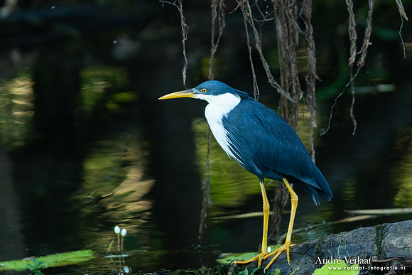 Bonte Reiger / Pied Heron - Yellow Waters NT