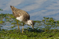 Bosruiter / Wood Sandpiper - Lesvos