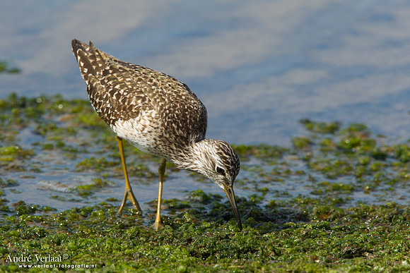 Bosruiter / Wood Sandpiper - Lesvos