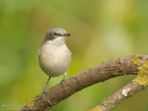 Braamsluiper / Lesser Whitethroat - Tiszagyenda