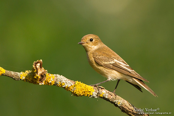 Bonte Vliegenvanger / Pied Flycatcher - Tiszagyenda