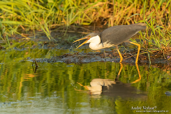 Bonte Reiger / Pied Heron - Yellow Waters NT