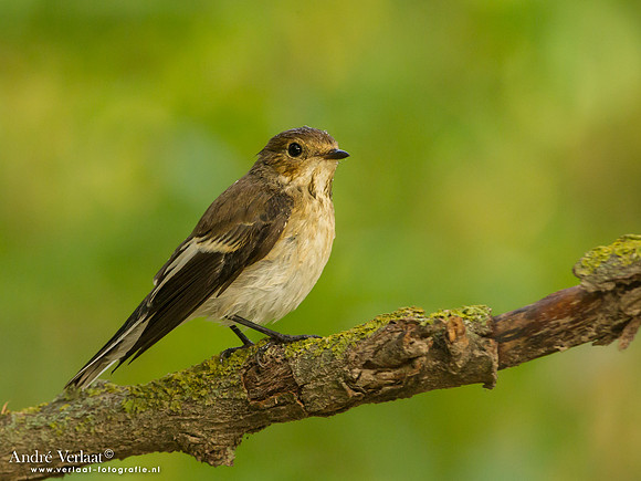 Bonte Vliegenvanger / Pied Flycatcher - Tiszagyenda