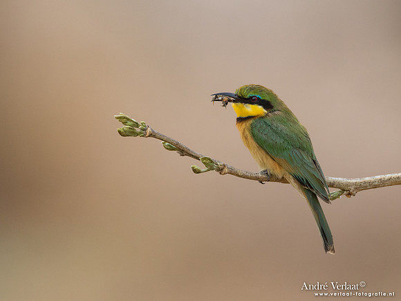 Dwergbijeneter / Little Bee-eater - South Luangwa NP