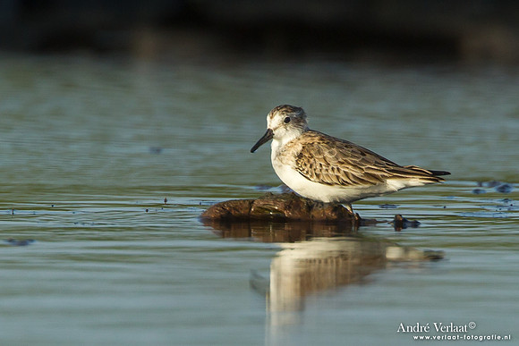 Bonapartes Strandloper / White-rumped Sandpiper - Bigi Pan