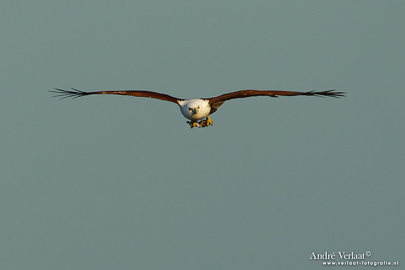 Brahmaanse Wouw / Brahminy Kite - Fraser Island