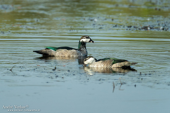 Groene Dwergeend / Green Pygmy-goose - Yellow Waters NT
