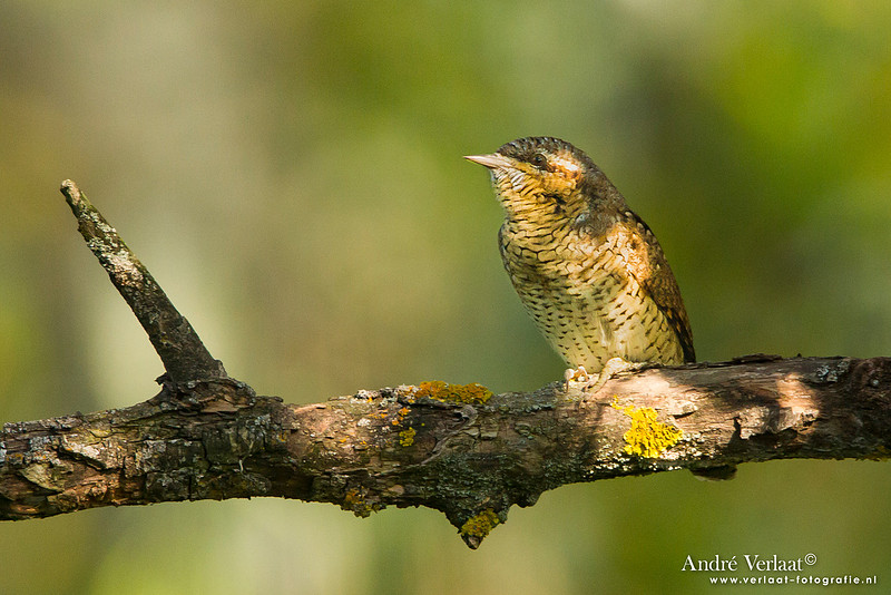 Draaihals / Wryneck - Tiszagyenda
