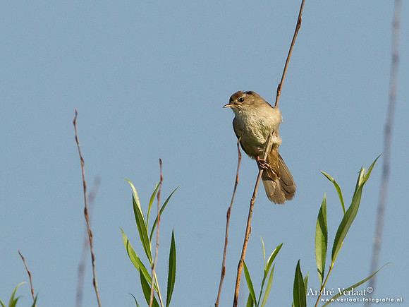 Cetti's Zanger / Cetti's Warbler - Lesvos