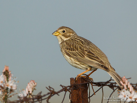 Grauwe Gors / Corn Bunting - Lesvos