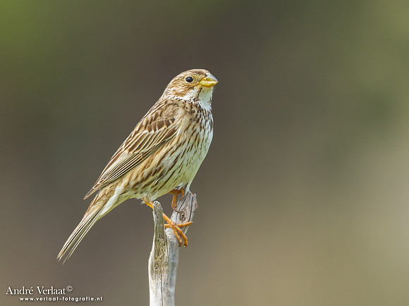 Grauwe Gors / Corn Bunting - Lesvos