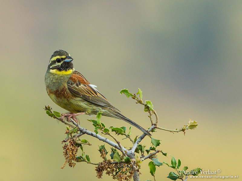 Cirlgors / Cirl Bunting- Lesvos