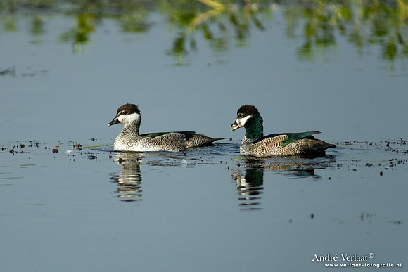 Groene Dwergeend / Green Pygmy-goose - Yellow Waters NT