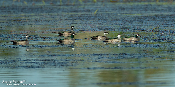 Groene Dwergeend / Green Pygmy-goose - Yellow Waters NT