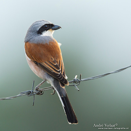 Grauwe Klauwier / Red-backed Shrike - Lesvos