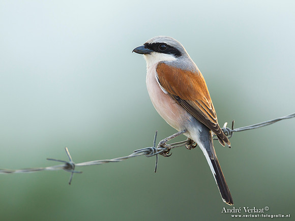 Grauwe Klauwier / Red-backed Shrike - Lesvos