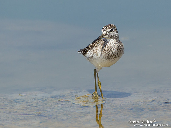 Bosruiter / Wood Sandpiper - Lesvos
