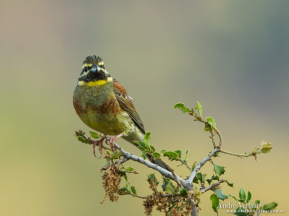 Cirlgors / Cirl Bunting- Lesvos