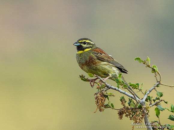 Cirlgors / Cirl Bunting- Lesvos