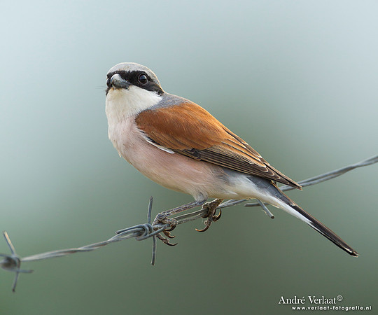 Grauwe Klauwier / Red-backed Shrike - Lesvos