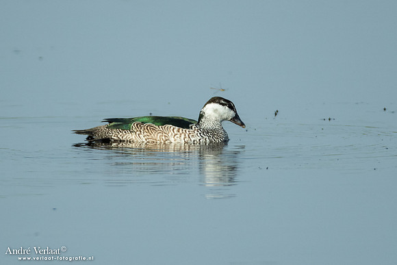 Groene Dwergeend / Green Pygmy-goose - Yellow Waters NT